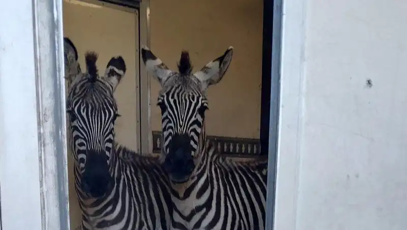 Sınırda Durdurulan Minibüsten İnanılmaz Hayvan Yükü: Zebra, Maymun, Antilop ve Kuğu!
