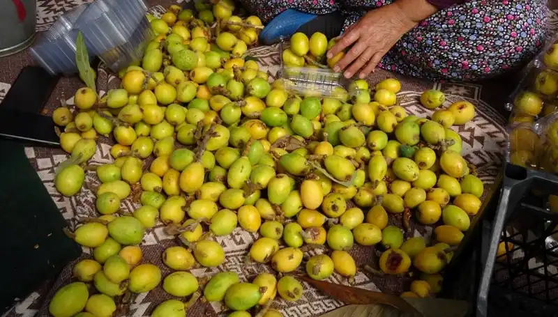 Muşmula Hasadı Başladı: Kilosu Neden 150 TL'den Satılıyor?