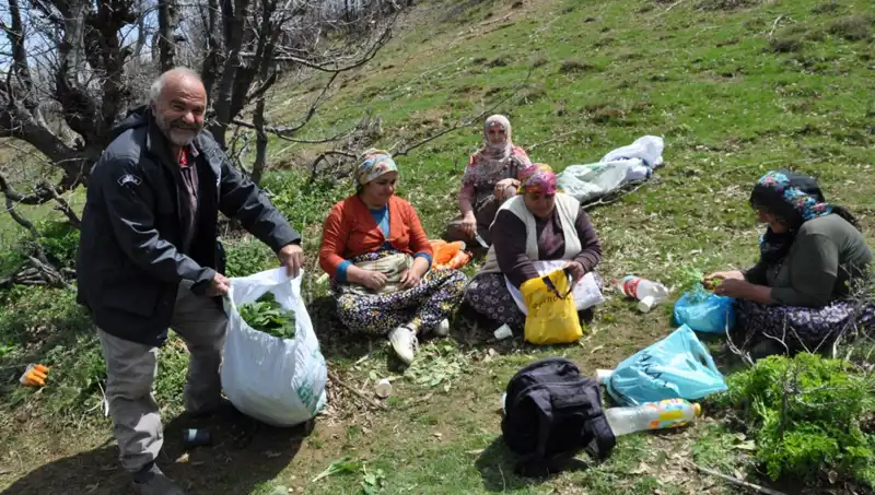 Türkiye'nin Dağlarında Mor Salkım Hasadı: Aileler İçin Yeni Geçim Kaynağı