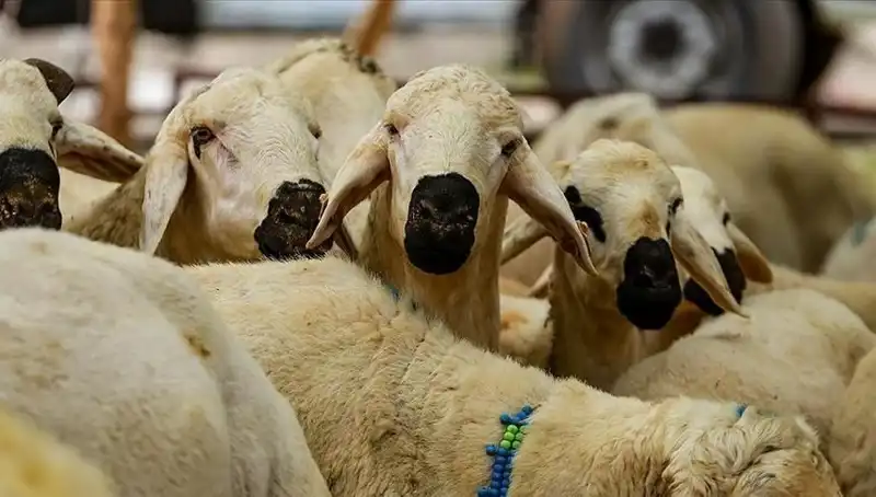 2025'te Kurban Bayramı Ne Zaman, Kurban Kesmek Farz Mı?