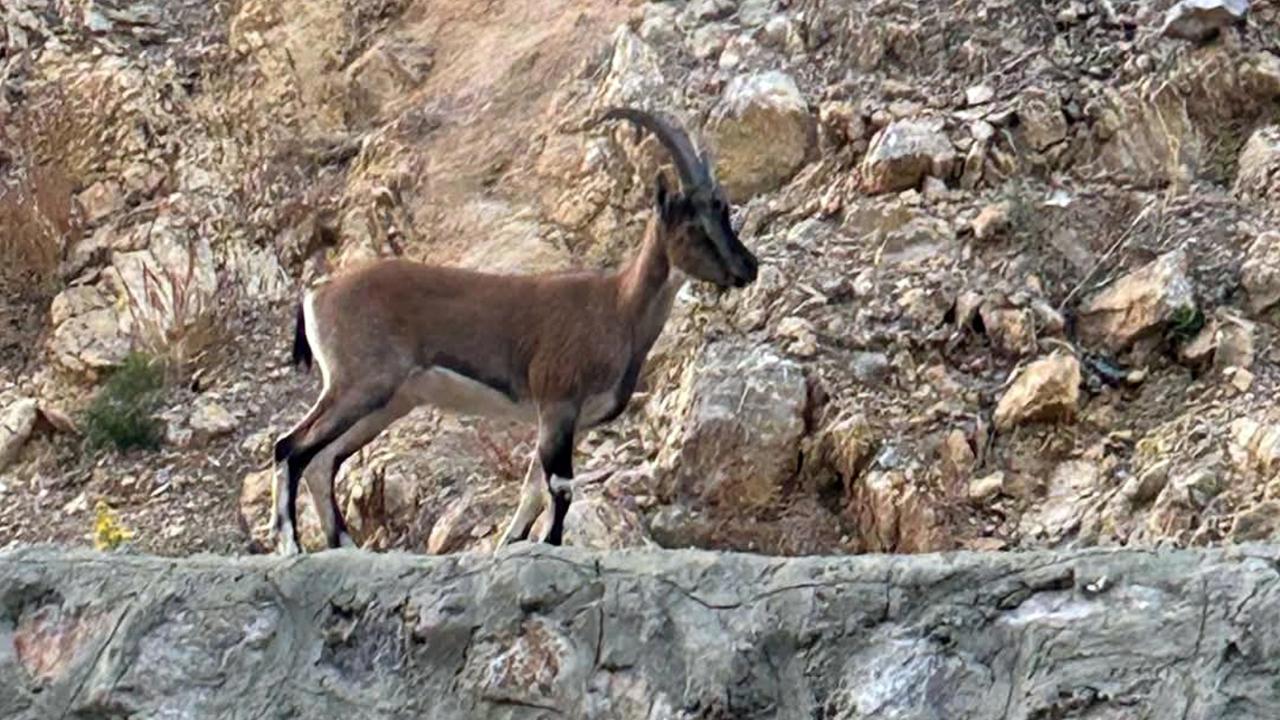 Yaban Keçisini Avlayana 661 Bin TL Ceza!