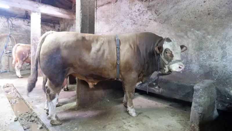 Tam 1 Ton 200 Kilo Ürün, Rekor Fiyatla Yeni Sahibini Buldu!