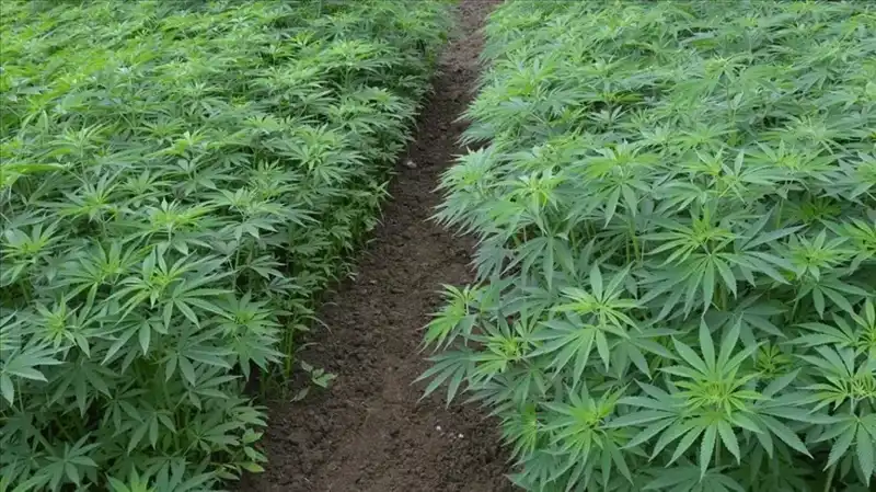 Kenevir Yetiştiriciliğinde Türkiye'de Tarihi Adım: 21 İlde Üretim Onayı