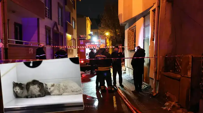 Evde Yangın Faciası: 26 Sevimli Kedi Hayatını Kaybetti