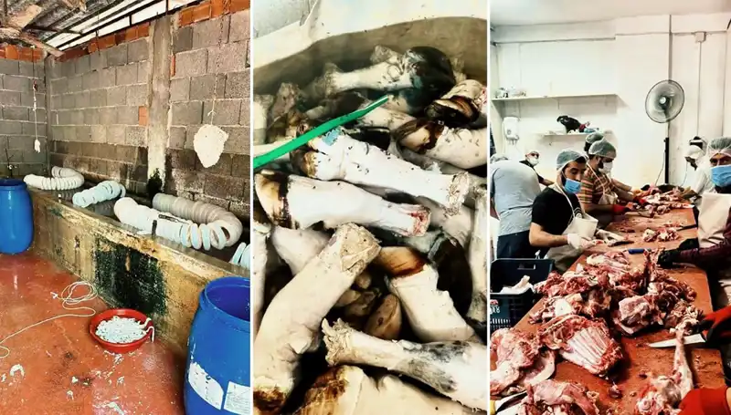 Adana'da Yüzlerce Kilo Kaçak Paça İle Şok Edici Görüntüler Ortaya Çıktı!