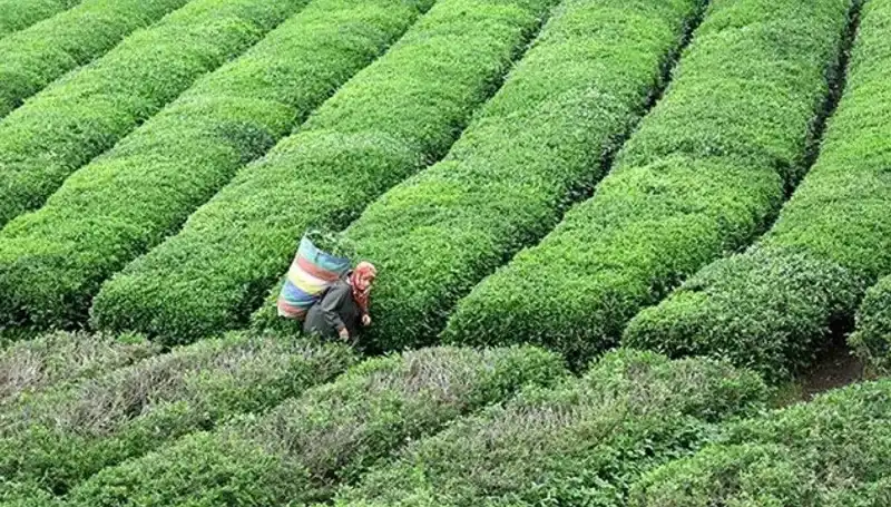 ÇAYKUR'dan Bayram Müjdesi: Yaş Çay Alımına Devam Ediyoruz!