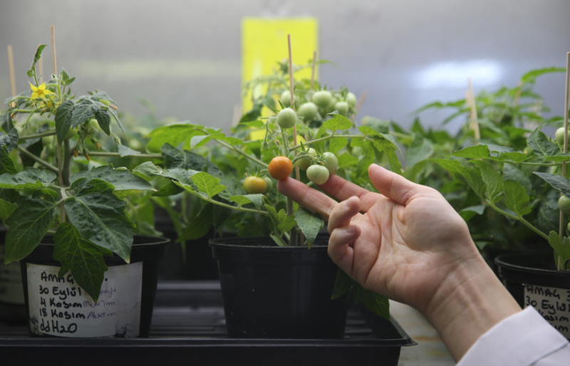 Türk Bilim İnsanları, Ay ve Mars'ta Domates Yetiştirmeyi Başardı!