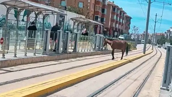 Eskişehir’de Tramvay Raylarında Başlayan Başlıca Görüntü: Şaşkın At