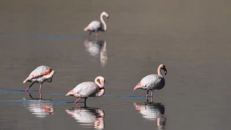 Kuş Cennetindeki Flamingo Nüfusu Düşüşte: Kuraklık Tehdidi Sürüyor
