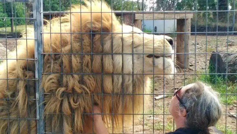 Avustralya'da Kafes İçindeki Aslan Kadının Kolunu Kapıp Kaçtı! Şok Edici Saldırı
