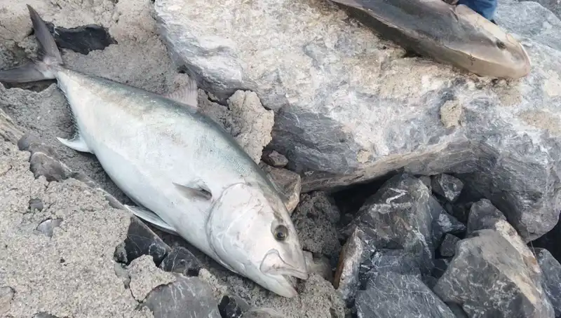 Oltayla Yakalanan Dev Balık, 65 Kilo ile 18 Bin TL’ye Satıldı!