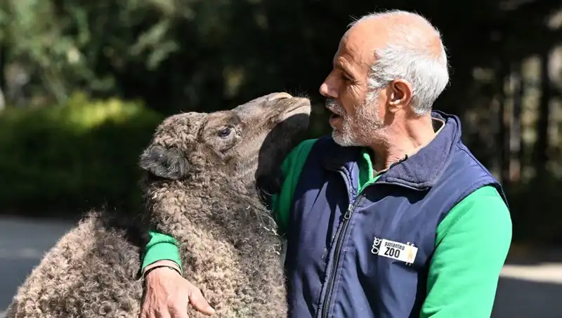 Boncuk’un Anne Tavrıyla Büyüme Hikayesi: 4 Litre Sütle Besleniyor
