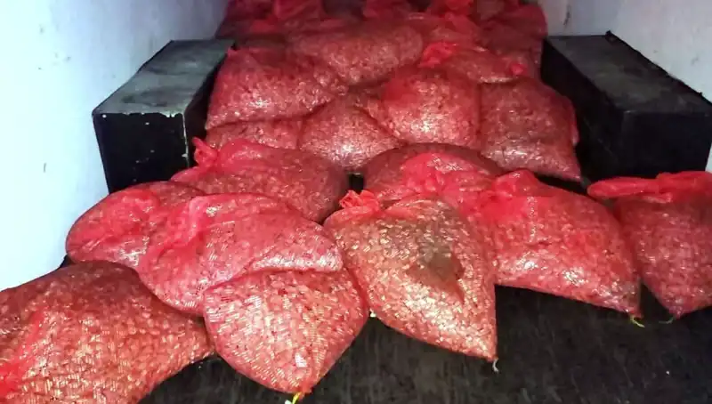 Samsun'da 1,5 Ton Kaçak Midye Operasyonu: Daha Fazlası Olabilir mi?