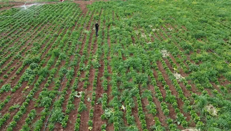 Kuraklık Marul Hasadını Tehdit Ediyor: Üreticiler Zor Durumda