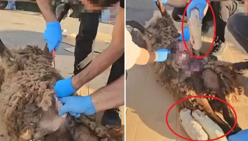 Zehir Tacirlerinin Son Oyunu: Korkunç Gerçek ve Polisi Şoke Eden Detaylar