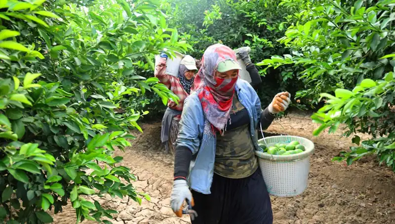 Marketlerde Fırtına Gibi Esen Fiyatlar: Kilo Rekorları Kırılıyor