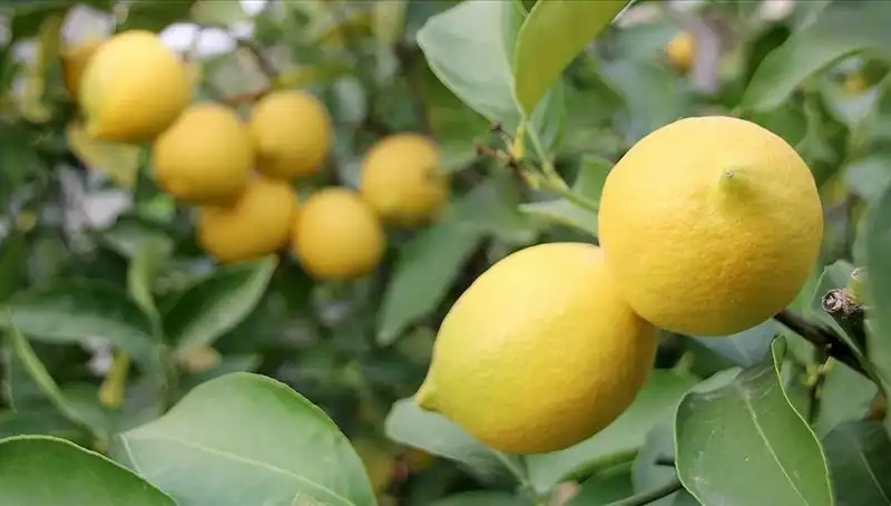 Limon Fiyatları Tavan Yaptı: Her Bir Adedi 24 Lira
