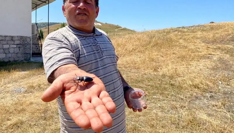 Sivas’ta Tespit Edilen Zararlı Böceği Öldürmenin Cezası 557 Bin TL!