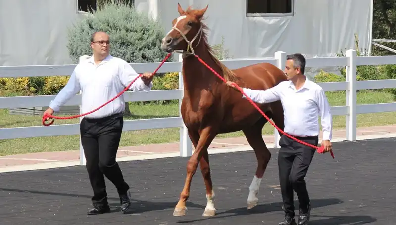 Taşkın Kral Türkiye'yi Sarsan Rekor Başarılarla Gündemde
