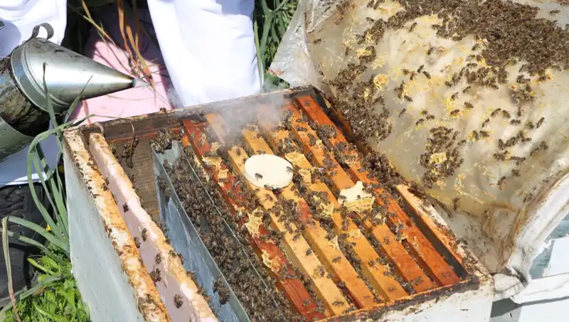 Ata Mesleği Arıcılığı Modern Çağa Taşırken Genç Girişimci Yurt Dışına Sipariş Gönderiyor