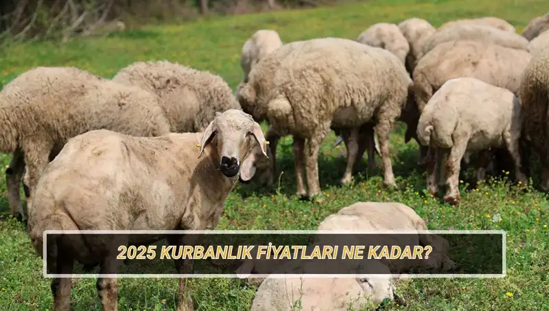 2025 Kurbanlık Fiyatları: Büyükbaş ve Küçükbaş Kurban Nasıl Belirlenecek?