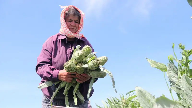 Tarladan Sofralara Gelen Lezzet: Tezgahta 50 TL'lik Ürünler Neden Bu Kadar Pahalı?
