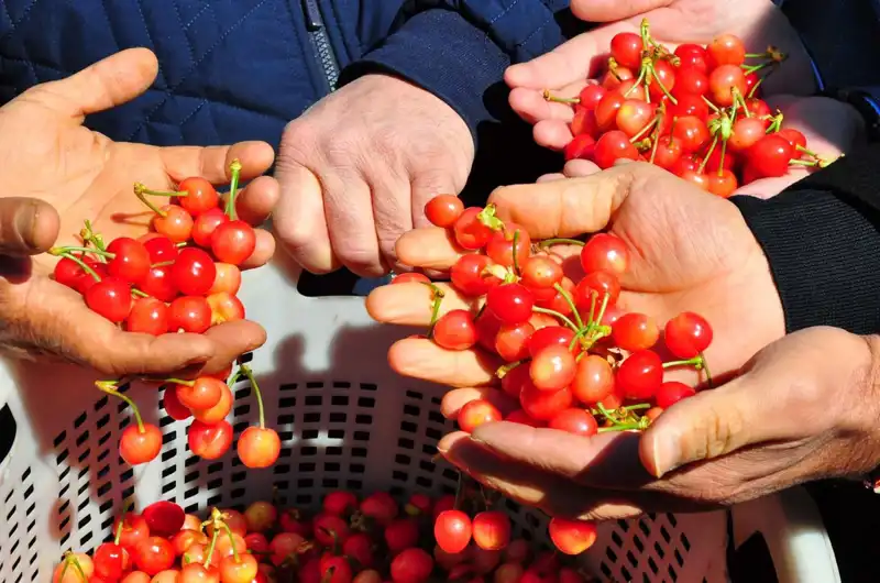 İlk Hasat: Lüks Tarım Ürünleri Piyasada 3.500 TL’den Satılmaya Başladı