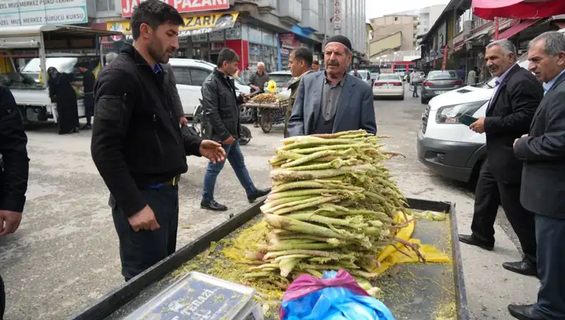 Dağlık Alandan Toplanan Şeker: Kanser ve Mide Hastalıklarına İyi Geldiği İnanılıyor