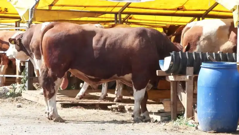 Kurban Pazarlarında Beklenen Hareketlilik Başladı: Efsane Fırsatlar Sizi Bekliyor!