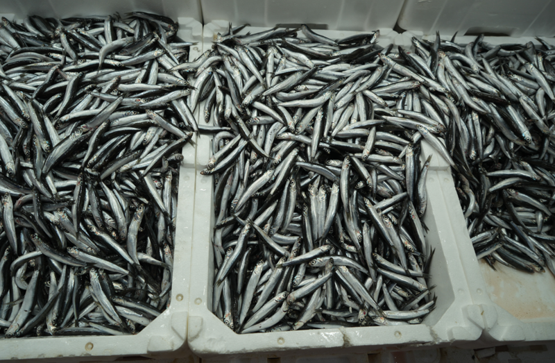 Türkiye İhracatında Zirve: Belçika, Fransa ve Almanya'ya Yeni Dalgalar!