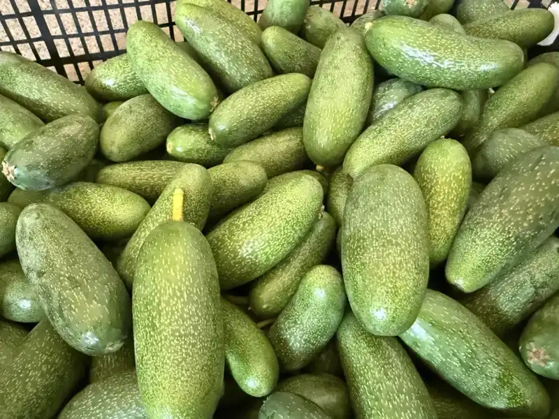 Antalya'nın Eşsiz Ürünleri: Dünyaya Açılan Kapı