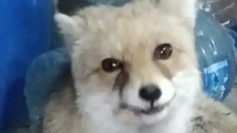 Bahçesine Giren Tilkilere Eşsiz Bir Misafirperverlik Gösterdi!