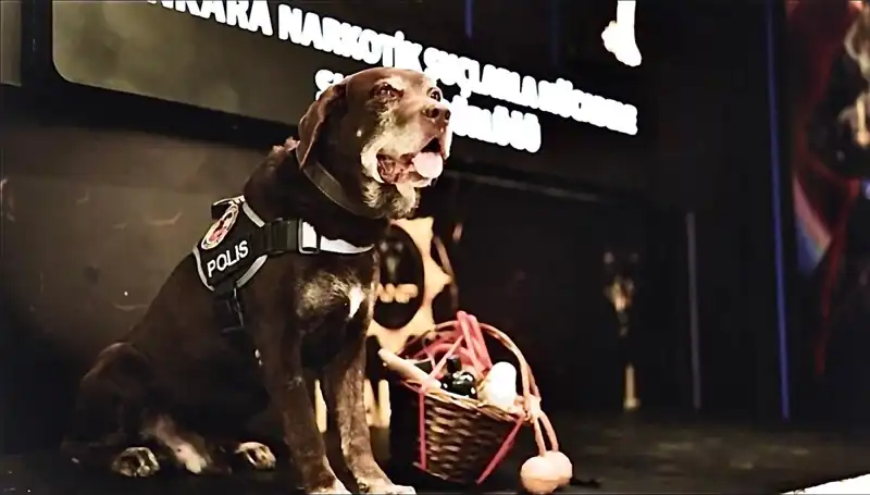 11 Yıl Süren Görevini Tamamlayan Narkotik Köpeği 'Toma' Emekli Oldu!