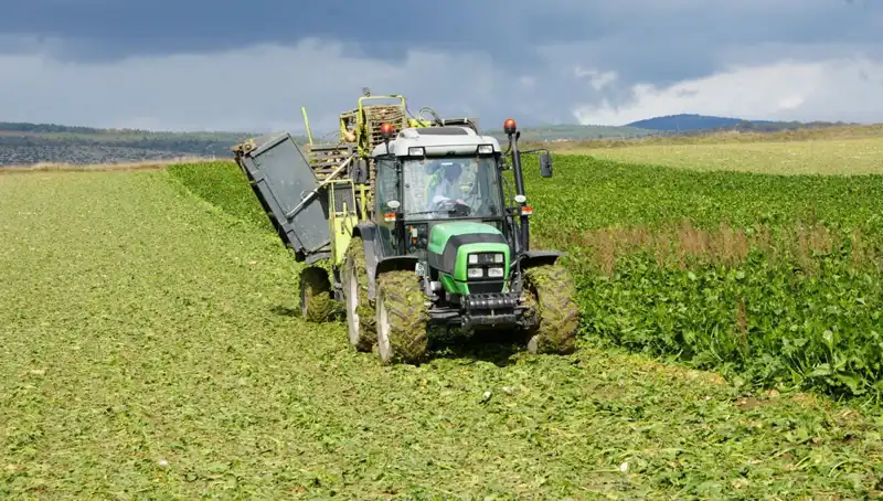 Kastamonu'da Pancar Hasadı Başladı: Üreticilerin Yüzü Gülüyor