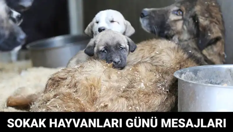 Dünya Sokak Hayvanları Günü: Hayvanseverler İçin Yeniden Bir Araya Gelme Zamanı