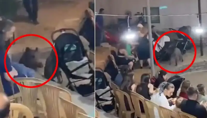 Düğün Resepsiyonunda Yaban Domuzu Şaşkınlığı: Misafirler Fırtına Gibi Kaçtı!