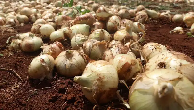 Hatay’da Soğan Hasadı Başladı, Çiftçiler Yüzde Yüz Gülüyor!