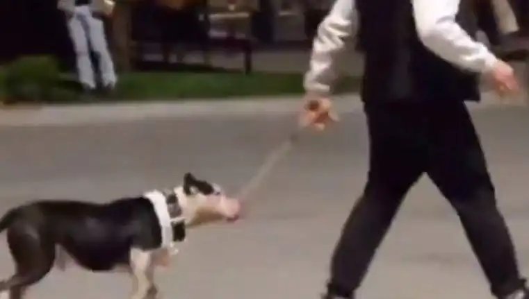 Ağızlıksız Pitbull Olaya Karıştı: Sahibine Ciddi Para Cezası Verildi