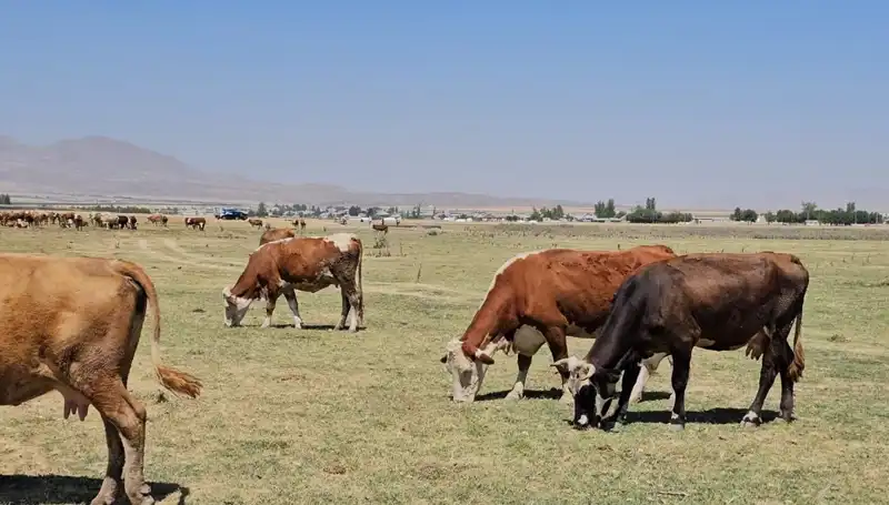 Arin Gölü'ndeki Kuru Havuz: Su Krizi Kapıda mı?