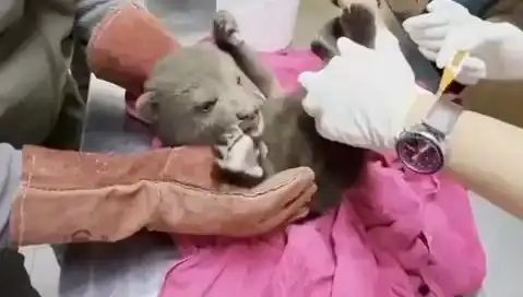 Karabük'te Yavru Bozayı Bulundu: Doğanın Korunmasına Dikkat Çekiliyor