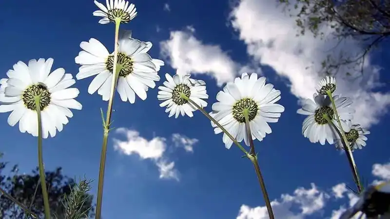Cemreler Ne Zaman Düşecek? 2026 Tarihleriyle İlkbaharı Karşılıyoruz!