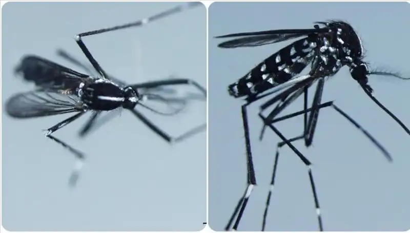 Chikungunya Virüsü: Belirtileri ve Yayılma Alanı Üzerine Detaylı Rehber