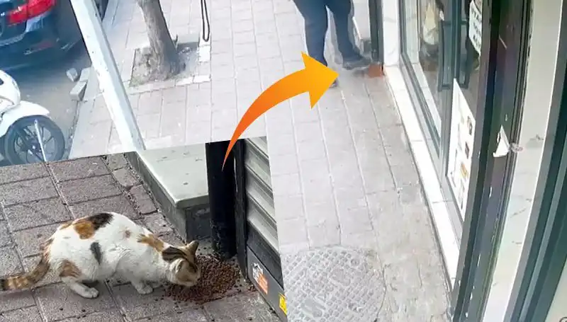 Kedilerin mamalarını dağıtan esrarengiz hayvan, sosyal medyada büyük ses getirdi!