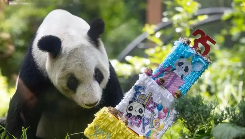 Dev Panda Xin Xin, 35. Yaşını Coşkuyla Kutladı!